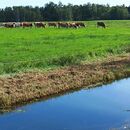 Pastviny a regulační vodní kanály na pilotní farmě v Německu.